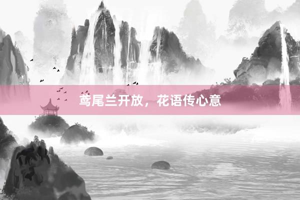 鸢尾兰开放，花语传心意